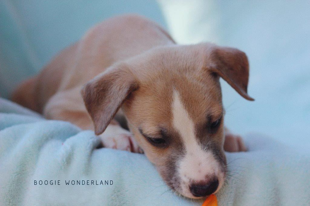 IMG_0294_BoogieWonderland_3