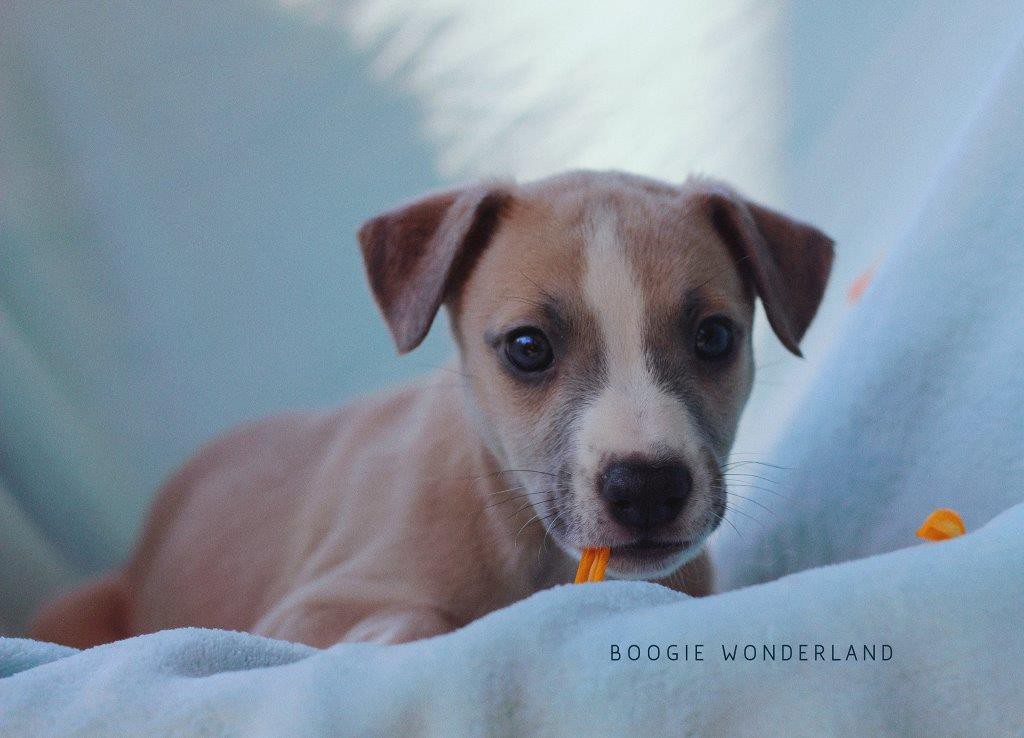 IMG_0305_BoogieWonderland_1
